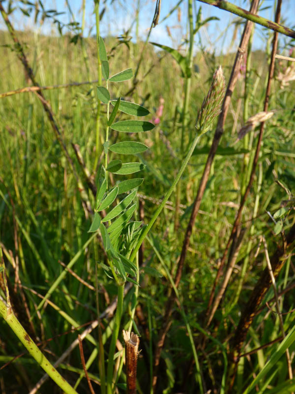 Onobrychis viciifolia